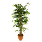 Bambou en pot Ø 37 cm, vert Ø 90 x H. 210 cm